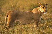 Lions  Masai Mara 